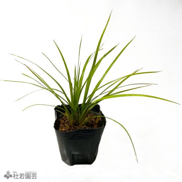 水生植物】シぺルスヘルフェリー | 杜若園芸WEBショップ｜水草の生産