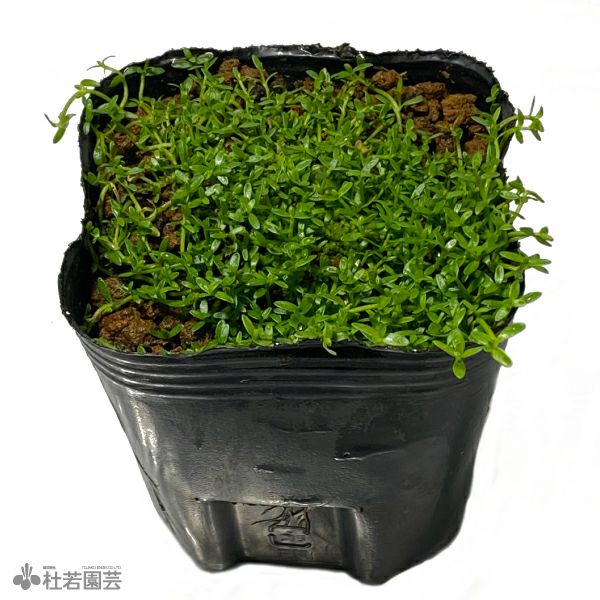 水生植物】スズメノハコベ | 杜若園芸WEBショップ｜水草の生産販売