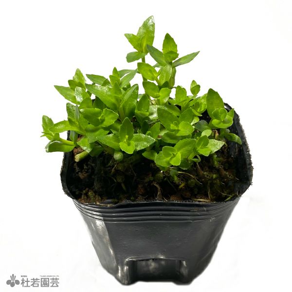 水生植物】グラティオラペルビアナ | 杜若園芸WEBショップ｜水草の生産
