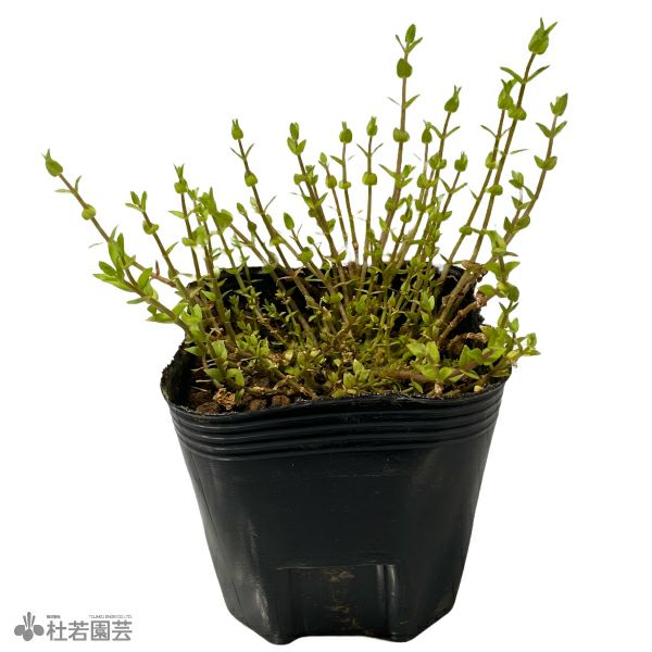水生植物】ホシクサsp.クチ | 杜若園芸WEBショップ｜水草の生産販売
