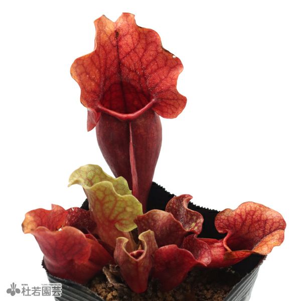 水生植物】サラセニア プルプレア ベノーサ クレメンティナ 12cmポット