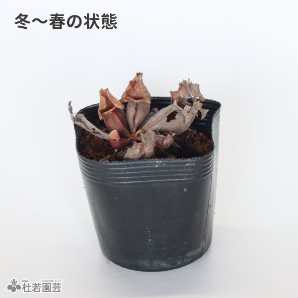 水生植物】サラセニア プルプレア ベノーサ クレメンティナ 12cmポット