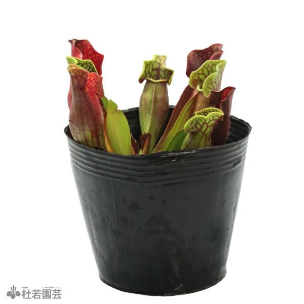 株式会社 杜若園芸｜水草の生産販売【通販ショップ】