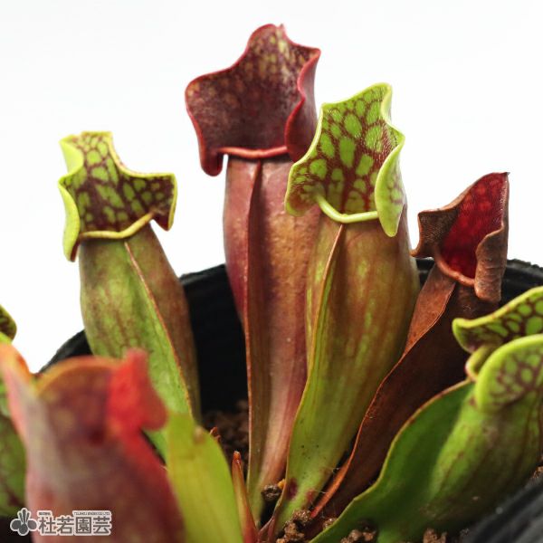水生植物】サラセニア プルプレア ベノーサパープル 12cmポット【食虫