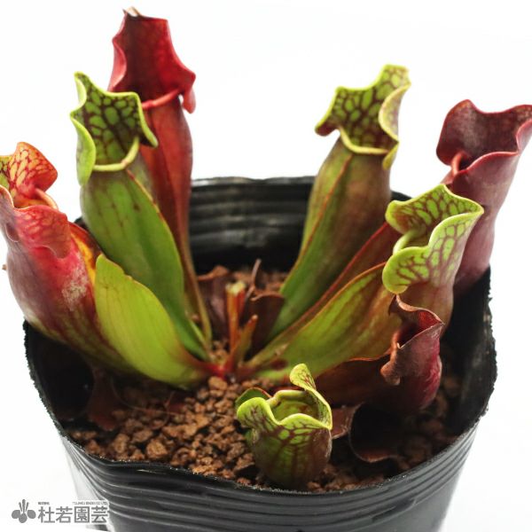 水生植物】サラセニア プルプレア ベノーサパープル 12cmポット【食虫