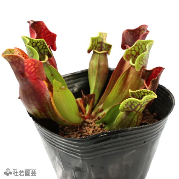 水生植物】サラセニア プルプレア ベノーサパープル 12cmポット【食虫