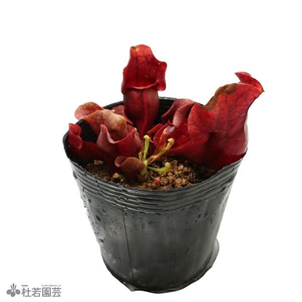 サラセニア | 杜若園芸WEBショップ｜水草の生産販売【通販ショップ】
