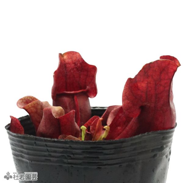 水生植物】サラセニア プルプレア ベノーサ 12cmポット【食虫植物