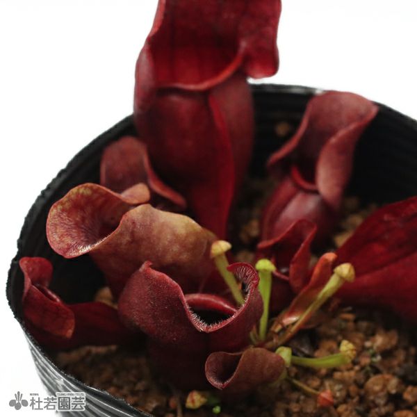 水生植物】サラセニア プルプレア ベノーサ 12cmポット【食虫植物
