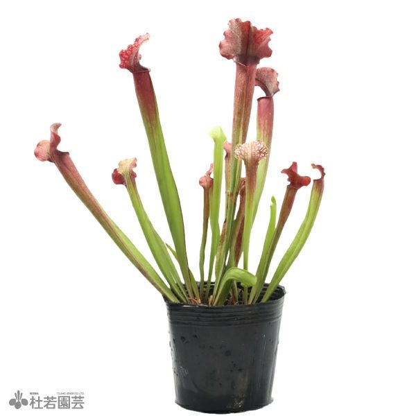 サラセニア | 杜若園芸WEBショップ｜水草の生産販売【通販ショップ】