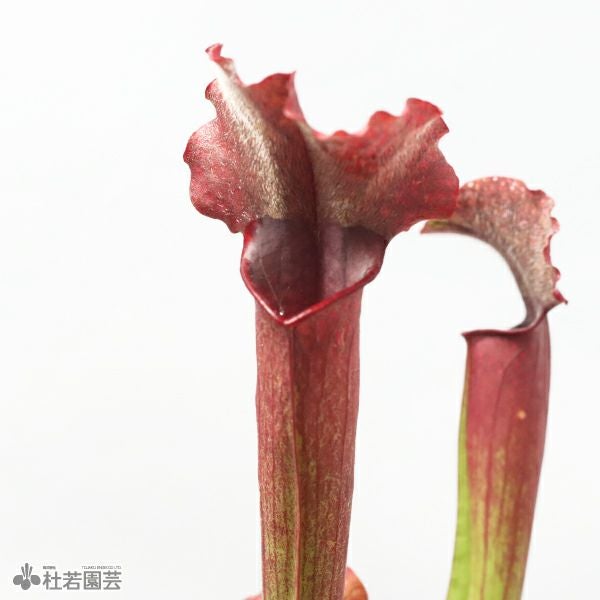 水生植物】サラセニア ジュディスヒンドル 12cmポット【食虫植物 水生植物】サラセニア ジュディスヒンドル 12cmポット【食虫植物