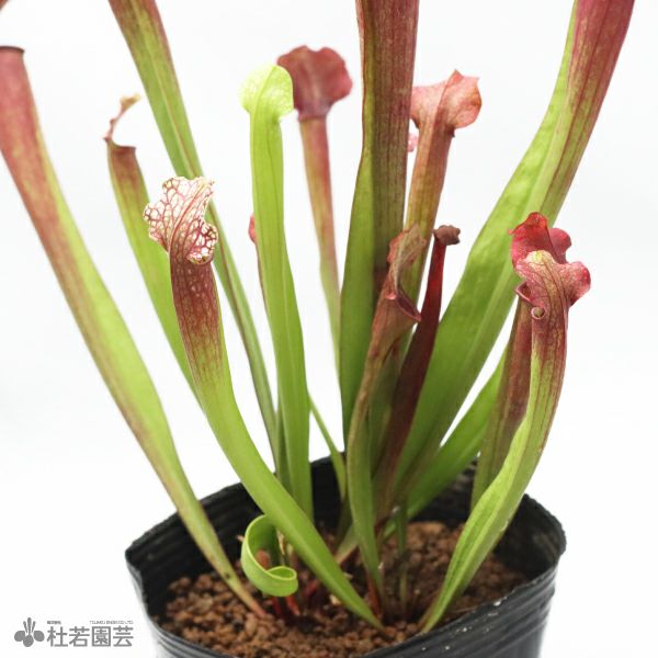 水生植物】サラセニア ジュディスヒンドル 12cmポット【食虫植物 水生植物】サラセニア ジュディスヒンドル 12cmポット【食虫植物