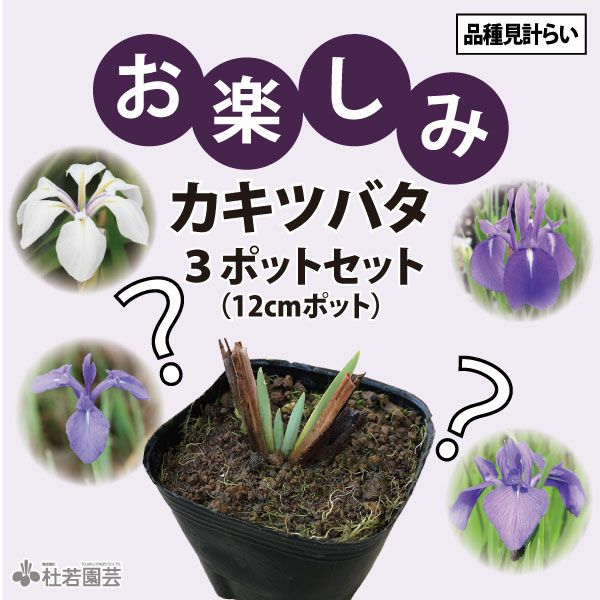 カキツバタフェス | 杜若園芸WEBショップ｜水草の生産販売【通販ショップ】