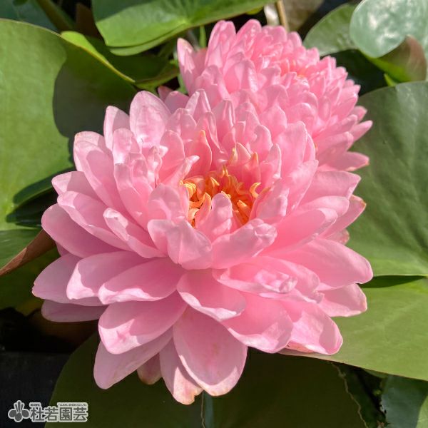 スイレン】ダォ プラーダブ ファー(温帯睡蓮) 19cmカゴ | 杜若園芸WEB