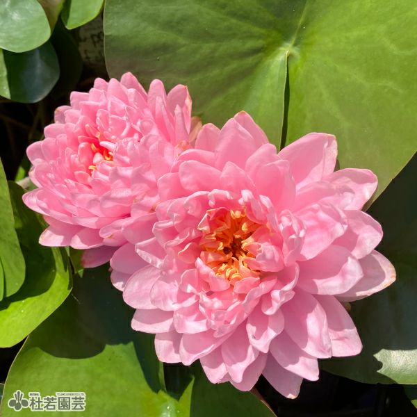 スイレン】ダォ プラーダブ ファー(温帯睡蓮) 19cmカゴ | 杜若園芸WEB