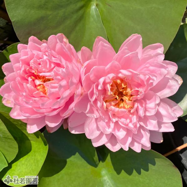 スイレン】ダォ プラーダブ ファー(温帯睡蓮) 19cmカゴ | 杜若園芸WEB