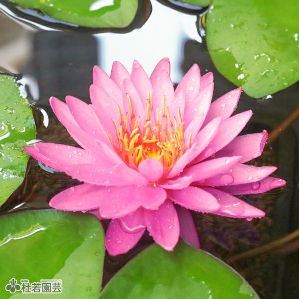 スイレン】メイラ(温帯睡蓮) 19cmカゴ | 杜若園芸WEBショップ｜水草の