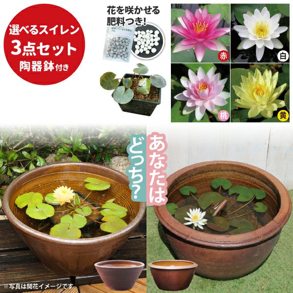 三河焼陶器鉢で育てる温帯スイレン栽培セット | 杜若園芸WEBショップ
