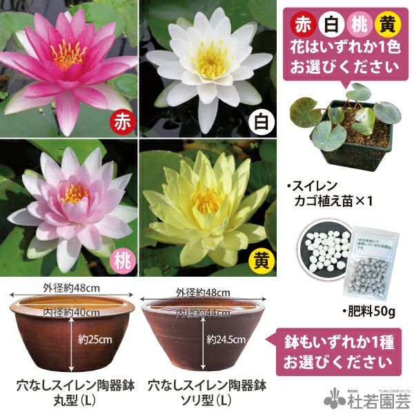陶器鉢と花色選べる！】温帯スイレン3点セット | 杜若園芸WEBショップ
