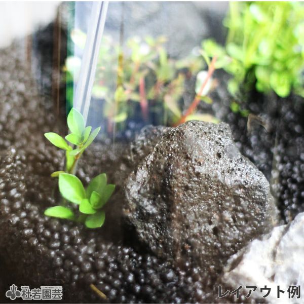 溶岩石（黒） | 杜若園芸WEBショップ｜水草の生産販売【通販ショップ】
