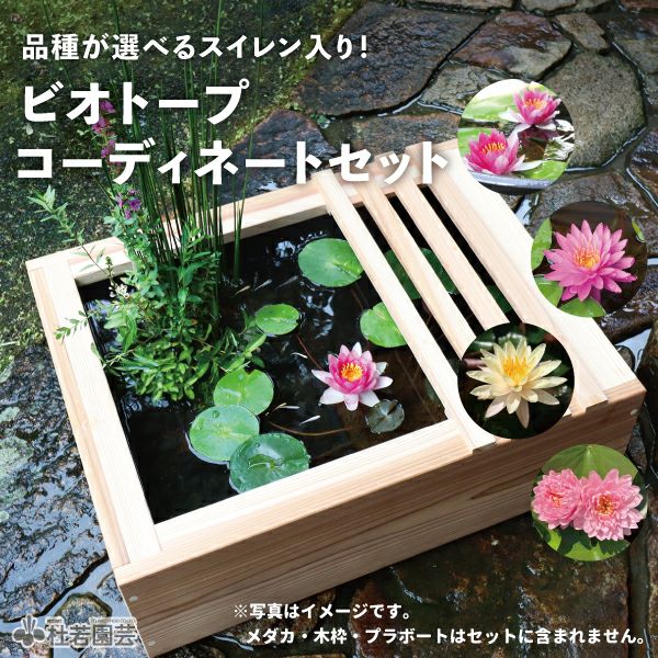 メダカにおすすめ！ビオトープ水草・セット | 杜若園芸WEBショップ