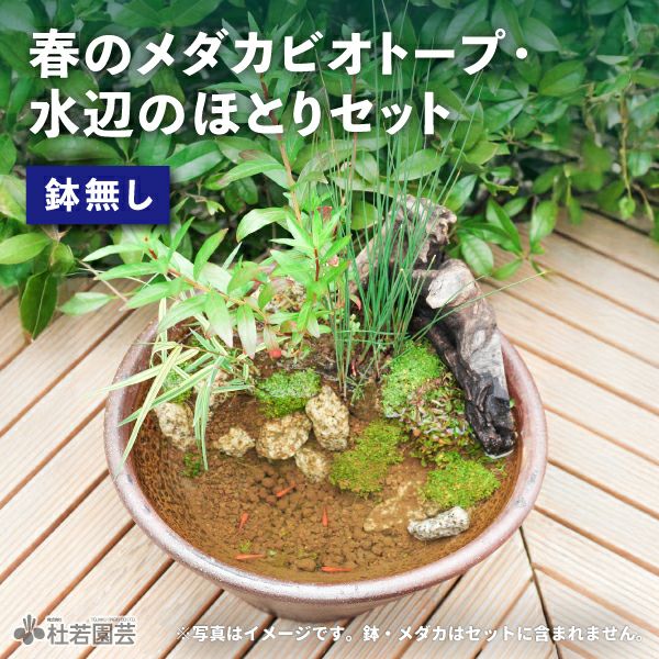 set-1177【YouTubeライブ教室】 春のメダカビオトープ・水辺のほとりセット 【鉢無し】