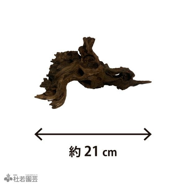 ナチュラルホーンウッド-144 | 杜若園芸WEBショップ｜水草の生産販売