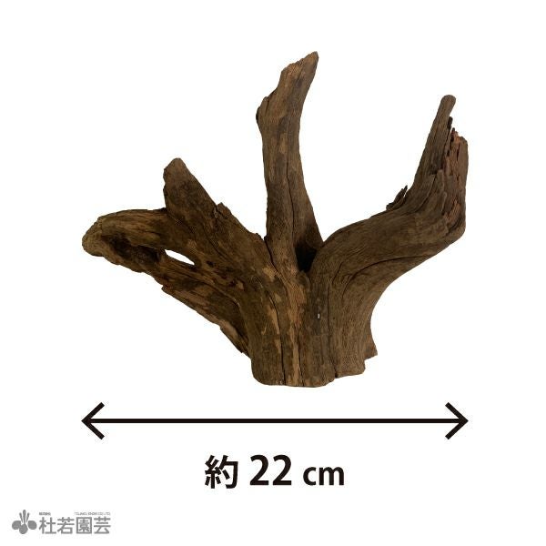ナチュラルホーンウッド-144 | 杜若園芸WEBショップ｜水草の生産販売