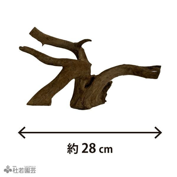 ナチュラルホーンウッド-76 | 杜若園芸WEBショップ｜水草の生産販売