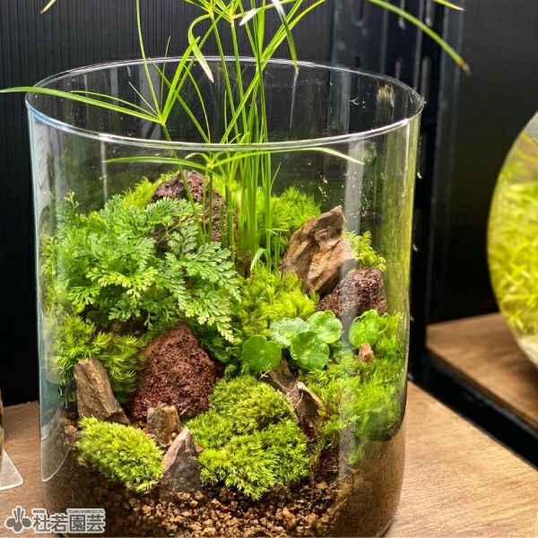 溶岩石（茶） | 杜若園芸WEBショップ｜水草の生産販売【通販ショップ】