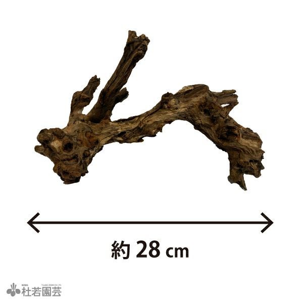 ナチュラルホーンウッド-76 | 杜若園芸WEBショップ｜水草の生産販売