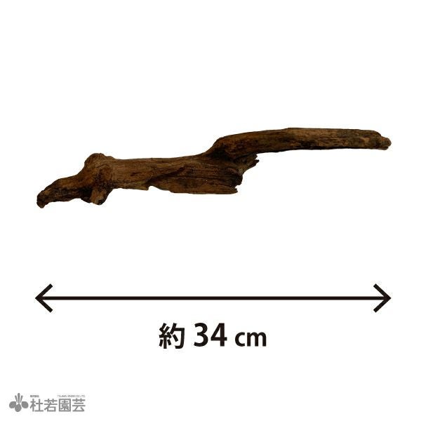 ナチュラルホーンウッド-76 | 杜若園芸WEBショップ｜水草の生産販売