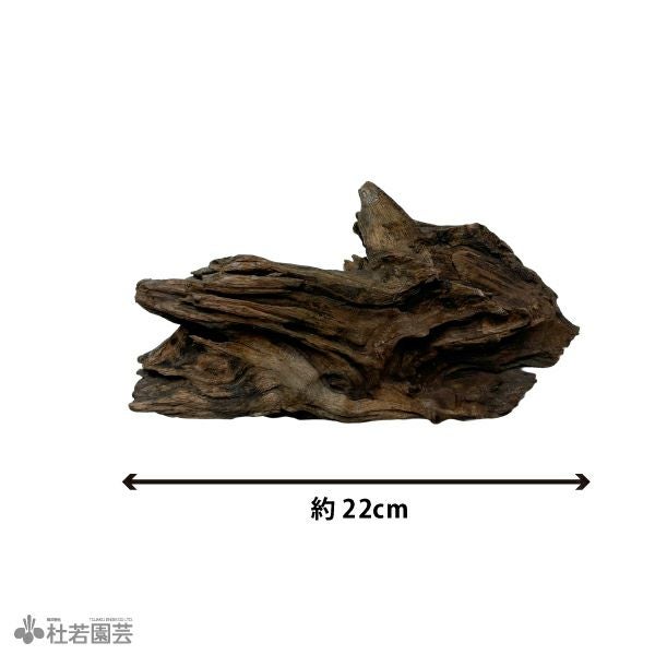 ナチュラルホーンウッド-76 | 杜若園芸WEBショップ｜水草の生産販売