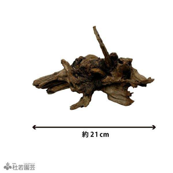 ナチュラルホーンウッド-76 | 杜若園芸WEBショップ｜水草の生産販売