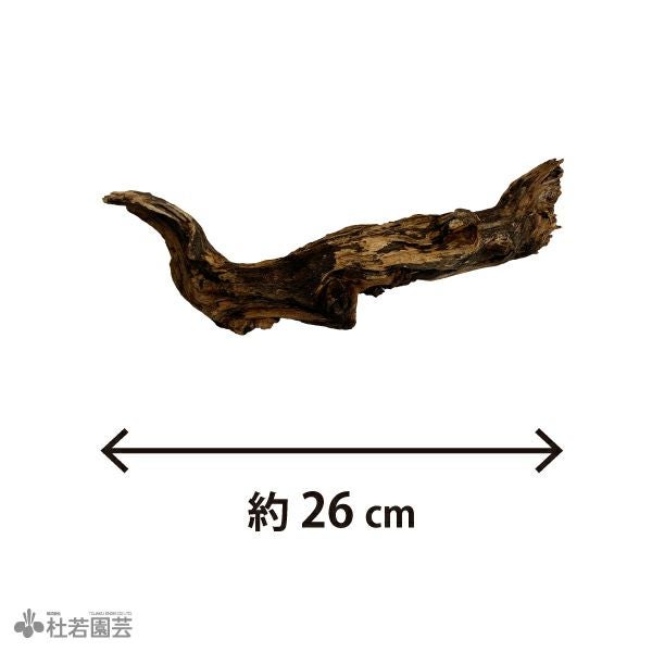 ナチュラルホーンウッド-144 | 杜若園芸WEBショップ｜水草の生産販売