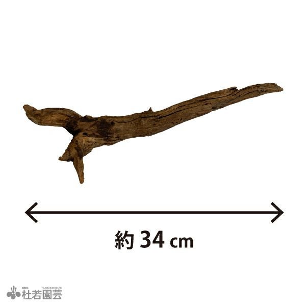 ナチュラルホーンウッド-76 | 杜若園芸WEBショップ｜水草の生産販売