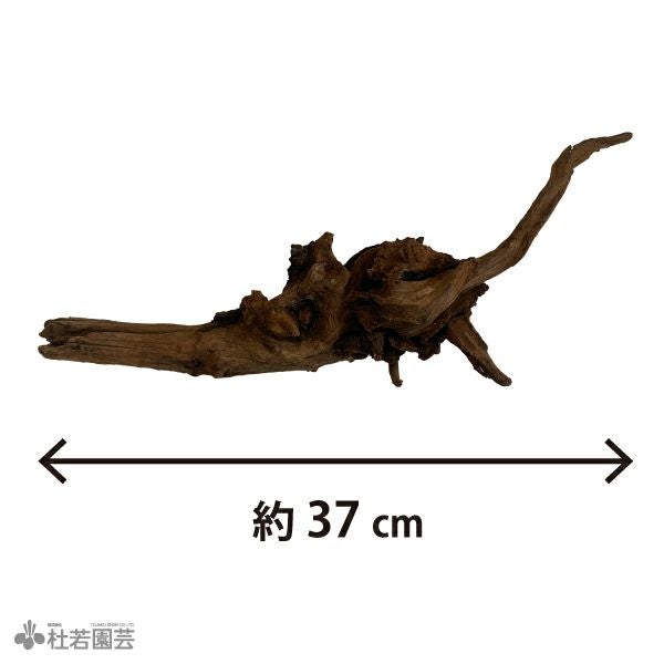 ナチュラルホーンウッド-76 | 杜若園芸WEBショップ｜水草の生産販売