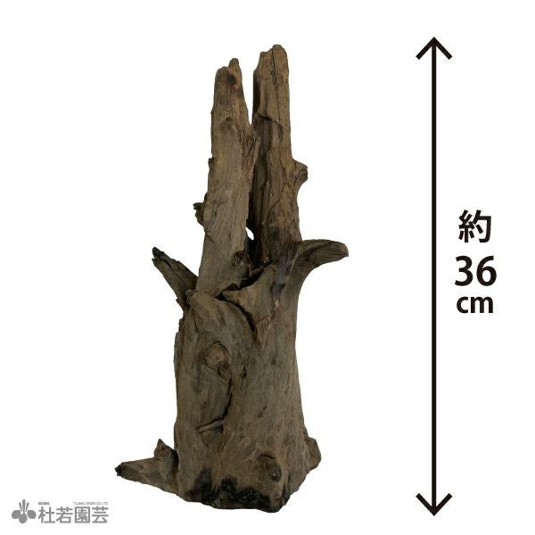 ✴︎天然素材の流木✴︎ インテリアや水槽　ホーンウッド置物に　アクアリウム　水草 ナチュラルホーンウッド-144 | 杜若園芸WEBショップ｜水草の生産販売