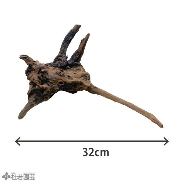 ナチュラルホーンウッド-144 | 杜若園芸WEBショップ｜水草の生産販売