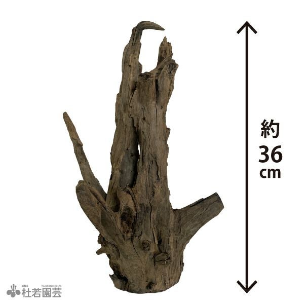 ブラックホーンウッド-145 | 杜若園芸WEBショップ｜水草の生産販売