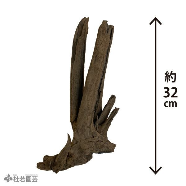 ブラックホーンウッド-147 | 杜若園芸WEBショップ|水草の生産販売 ブラックホーンウッド-147 | 杜若園芸WEBショップ|水草の生産販売