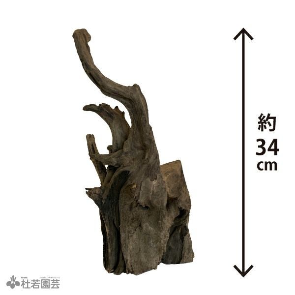✴︎天然素材の流木✴︎ インテリアや水槽　ホーンウッド置物に　アクアリウム　水草 ナチュラルホーンウッド-144 | 杜若園芸WEBショップ｜水草の生産販売