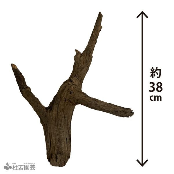 ブラックホーンウッド-150 | 杜若園芸WEBショップ｜水草の生産販売