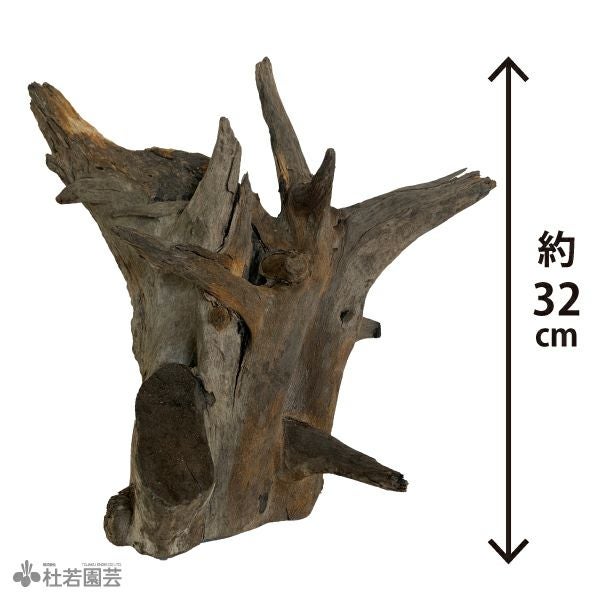 ブラックホーンウッド-153 | 杜若園芸WEBショップ｜水草の生産販売