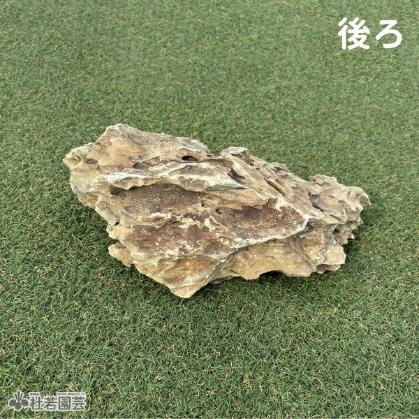 気孔石-1 | 杜若園芸WEBショップ｜水草の生産販売【通販ショップ】