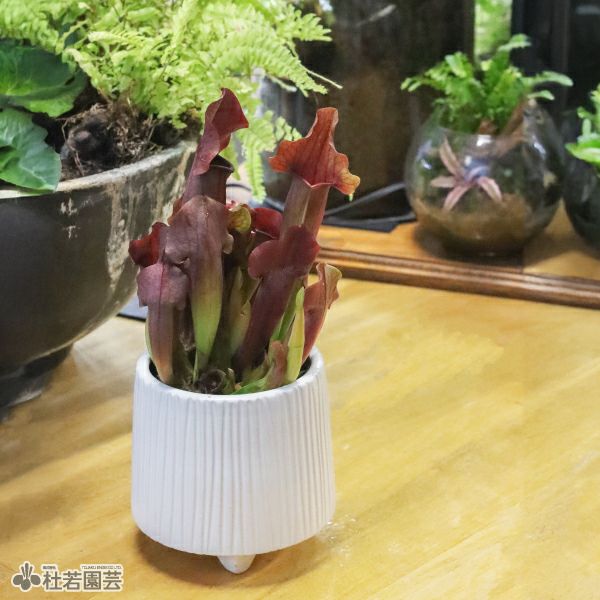 選べる鉢カバー付き【食虫植物】サラセニア マルーン | 杜若園芸WEB