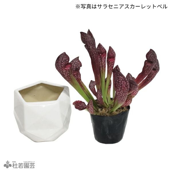 選べる鉢カバー付き【食虫植物】サラセニア マルーン | 杜若園芸WEB