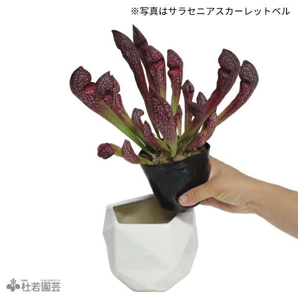 選べる鉢カバー付き【食虫植物】サラセニア マルーン | 杜若園芸WEB