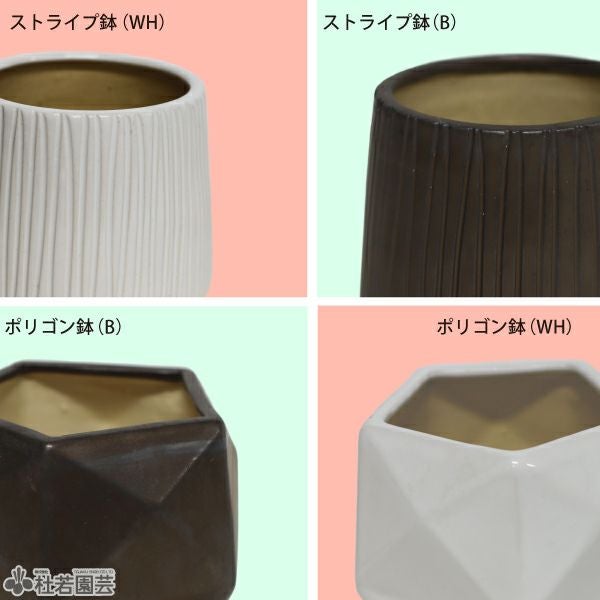 選べる鉢カバー付き【食虫植物】サラセニア マルーン | 杜若園芸WEB