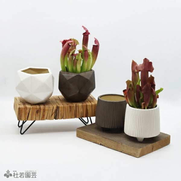 選べる鉢カバー付き【食虫植物】サラセニア フィオナ | 杜若園芸WEB